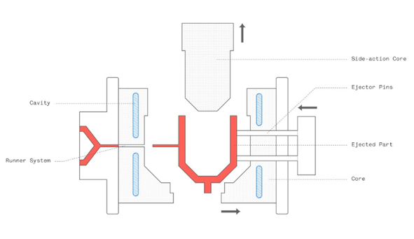 Pictorial representation of the anatomy of the mold